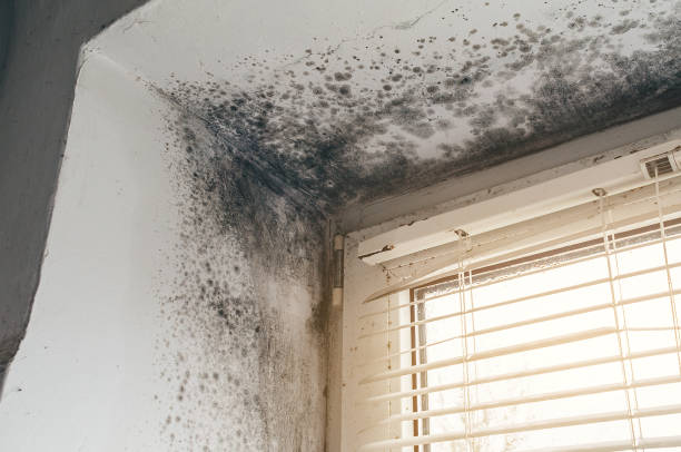 Affordable Basement Mold Removal solutions in Oakland Mills, PA