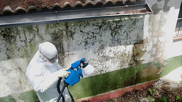 Top rated local Basement Mold Removal specialists in Oakland Mills, PA